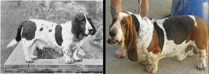 como_han_cambiado_estas_razas_de_perros000228