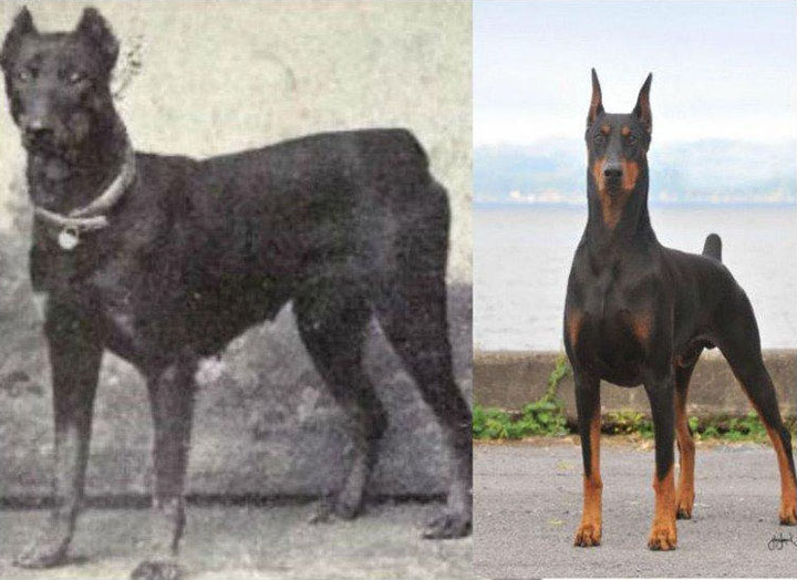 como_han_cambiado_estas_razas_de_perros000229