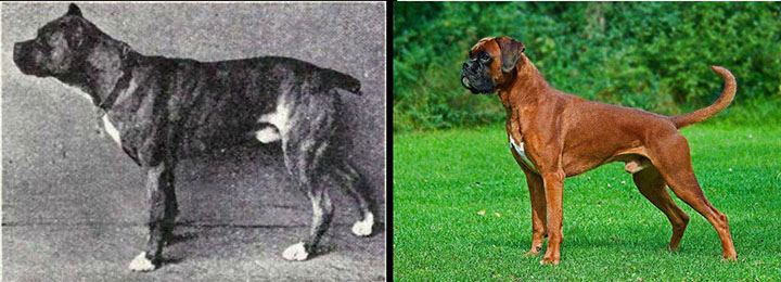 como_han_cambiado_estas_razas_de_perros000231