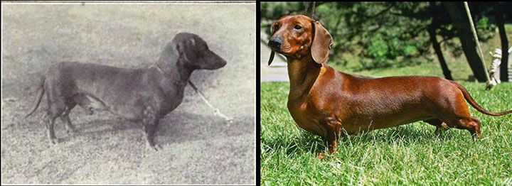 como_han_cambiado_estas_razas_de_perros000232