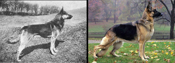 como_han_cambiado_estas_razas_de_perros000234