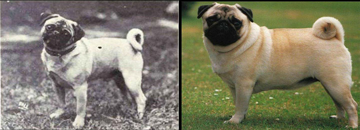 como_han_cambiado_estas_razas_de_perros000235