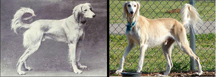 como_han_cambiado_estas_razas_de_perros000236