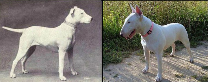 como_han_cambiado_estas_razas_de_perros000238