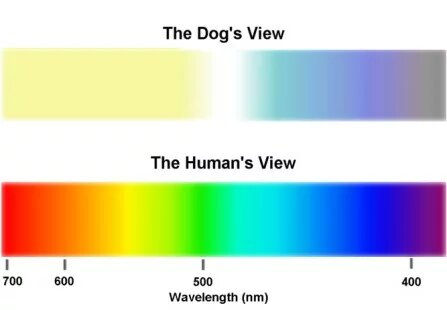 ¿Blanco y negro o colores? Así es como realmente ven los perros - El